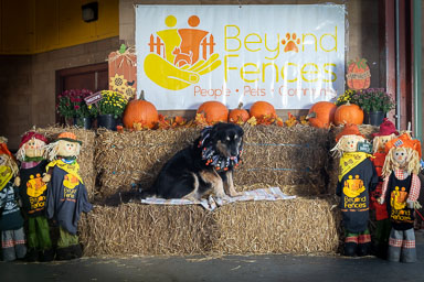 BarkFest-2020-0456.jpg BarkFest-2020-0456.jpg