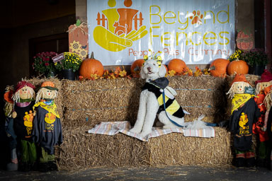 BarkFest-2020-0678.jpg BarkFest-2020-0678.jpg