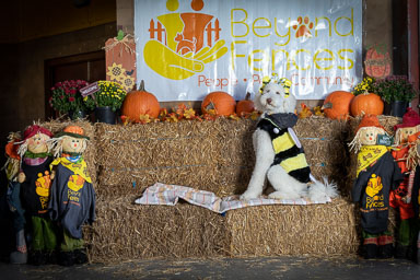 BarkFest-2020-0680.jpg BarkFest-2020-0680.jpg