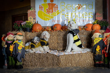 BarkFest-2020-0682.jpg BarkFest-2020-0682.jpg