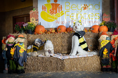 BarkFest-2020-0683.jpg BarkFest-2020-0683.jpg