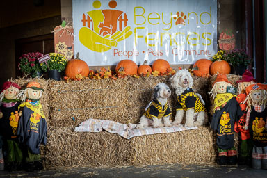 BarkFest-2020-0684.jpg BarkFest-2020-0684.jpg