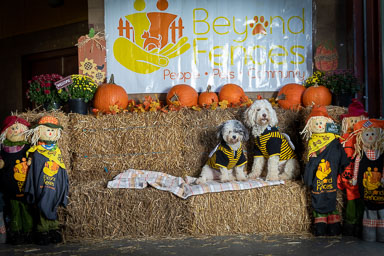 BarkFest-2020-0685.jpg BarkFest-2020-0685.jpg