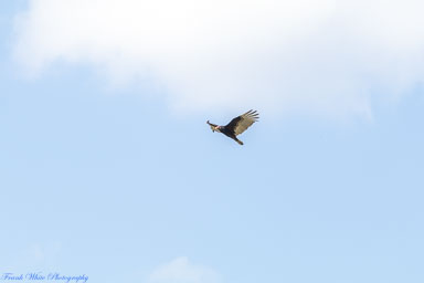 8NC8-Lake-Ridge-Fly-in-April-23rd-1087.jpg 8NC8-Lake-Ridge-Fly-in-April-23rd-1087.jpg