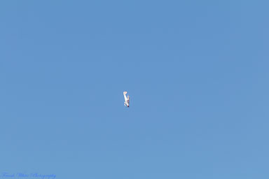 8NC8-Lake-Ridge-Fly-in-April-23rd-1167.jpg 8NC8-Lake-Ridge-Fly-in-April-23rd-1167.jpg