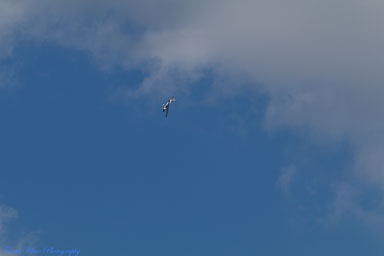 8NC8-Lake-Ridge-Fly-in-April-23rd-1177.jpg 8NC8-Lake-Ridge-Fly-in-April-23rd-1177.jpg